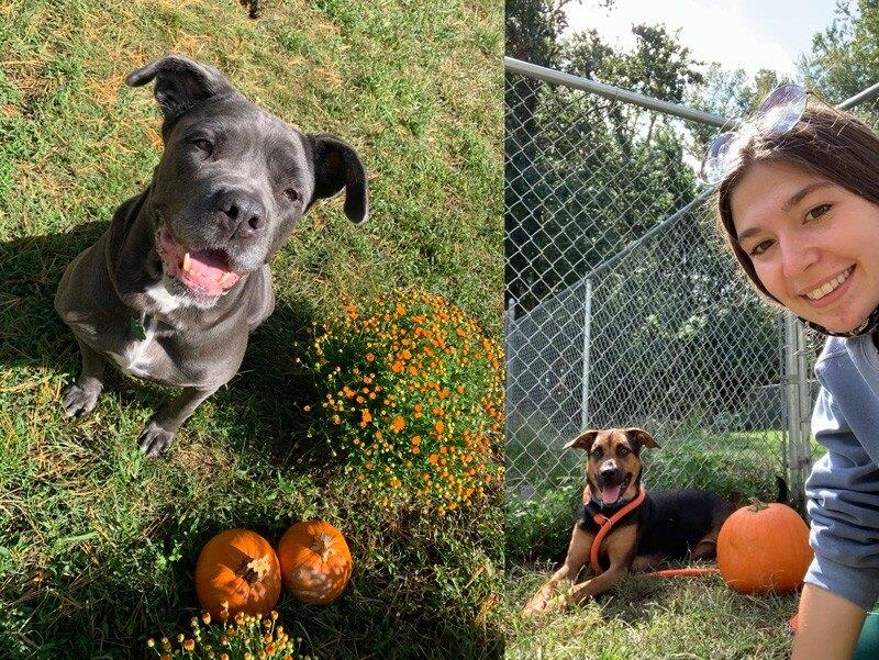 Regaina Donato pictured with two dogs and pumpkins around Halloween